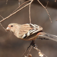Long-tailed Rosefinch